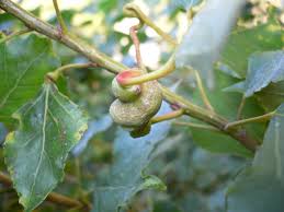 Attēlu rezultāti vaicājumam “Pemphigus borealis”