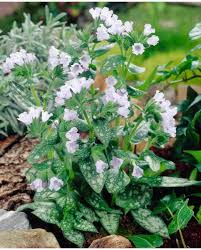Attēlu rezultāti vaicājumam “Pulmonaria angustifolia fruit”