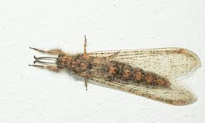 Attēlu rezultāti vaicājumam “Myrmeleontidae imago”