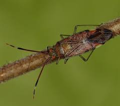 Attēlu rezultāti vaicājumam “Pantilius tunicatus”