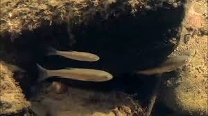 Image result for Squalius vardarensis