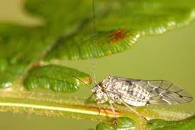 Attēlu rezultāti vaicājumam “Psococerastis gibbosa”