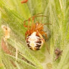 Attēlu rezultāti vaicājumam “Phylloneta cocoon”