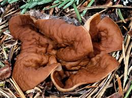 Attēlu rezultāti vaicājumam “Gyromitra”
