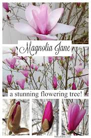 Attēlu rezultāti vaicājumam “Magnolia”