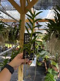 Attēlu rezultāti vaicājumam “Trichia ambigua stalked”