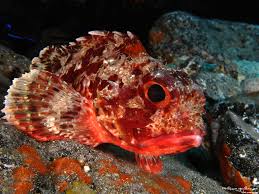 Image result for Scorpaena porcus