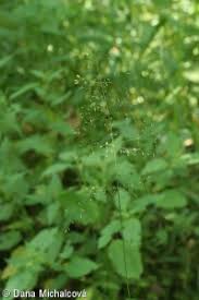 Attēlu rezultāti vaicājumam “Poa palustris leaf”