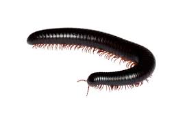 Attēlu rezultāti vaicājumam “Myriapoda”