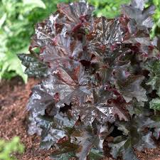 Image result for HEUCHERA americana 'Palace Purple Auslese'