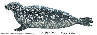 Image result for Phoca vitulina