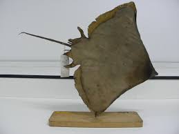 Image result for Dipturus intermedius