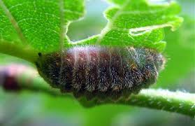 Attēlu rezultāti vaicājumam “Satyrium w-album underside”