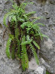 Attēlu rezultāti vaicājumam “Asplenium trichomanes”
