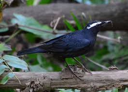 Image result for Zoothera sibirica