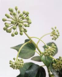 Attēlu rezultāti vaicājumam “Hedera helix  flower”