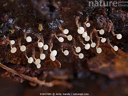 Attēlu rezultāti vaicājumam “Physarum album spores”