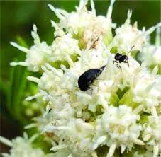 Attēlu rezultāti vaicājumam “Mordella sp.”