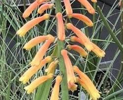 Attēlu rezultāti vaicājumam “Lophozia longiflora”