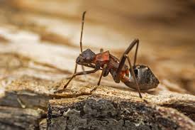 Attēlu rezultāti vaicājumam “Alydus calcaratus”