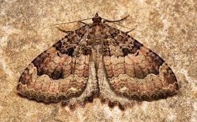 Attēlu rezultāti vaicājumam “Triphosa dubitata”