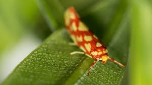 Attēlu rezultāti vaicājumam “Yponomeutidae”