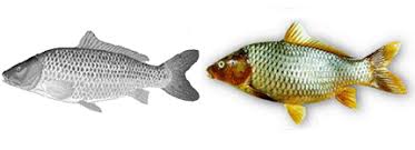 Image result for Cyprinus carpio