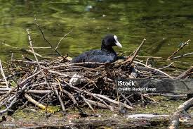 Attēlu rezultāti vaicājumam “Fulica atra nest”