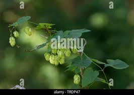 Attēlu rezultāti vaicājumam “Humulus lupulus fruit”