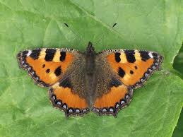 Image result for Small Tortoiseshell