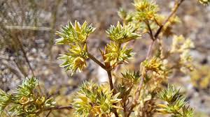 Attēlu rezultāti vaicājumam “Scleranthus annuus flower”