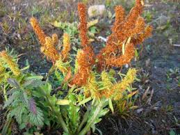 Attēlu rezultāti vaicājumam “Rumex maritimus leaf”