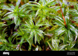 Attēlu rezultāti vaicājumam “Atrichum undulatum”