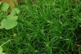 Attēlu rezultāti vaicājumam “Dicranum majus”