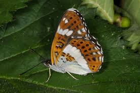 Attēlu rezultāti vaicājumam “Limenitis camilla upperside”