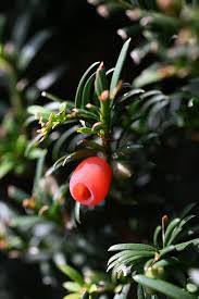 Attēlu rezultāti vaicājumam “Taxus baccata leaf”