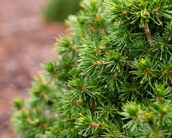 Attēlu rezultāti vaicājumam “Picea abies fo. virgata leaf”