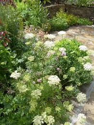 Attēlu rezultāti vaicājumam “Cenolophium denudatum”