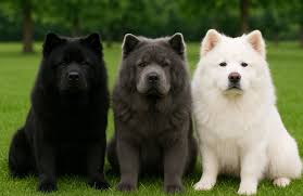 Znalezione obrazy dla zapytania chow