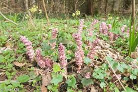Attēlu rezultāti vaicājumam “Lathraea squamaria fruit”