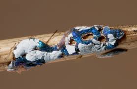 Attēlu rezultāti vaicājumam “Didymium difforme”