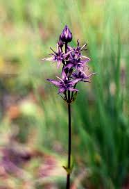 Attēlu rezultāti vaicājumam “Swertia perennis flower”