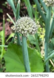 Attēlu rezultāti vaicājumam “Allium schoenoprasum fruit”