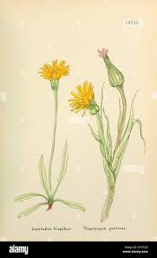 Attēlu rezultāti vaicājumam “Leontodon hispidus leaf”