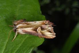 Attēlu rezultāti vaicājumam “Actinotia polyodon”