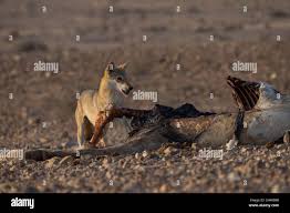 Image result for canis lupus arabs