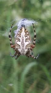 Attēlu rezultāti vaicājumam “Aculepeira ceropegia”