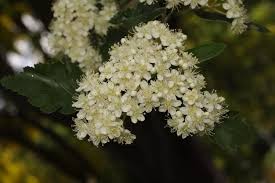 Attēlu rezultāti vaicājumam “Sorbus intermedia”