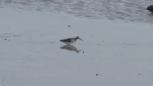 Image result for Tringa brevipes