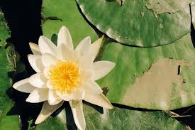 Attēlu rezultāti vaicājumam “Nymphaea candida”